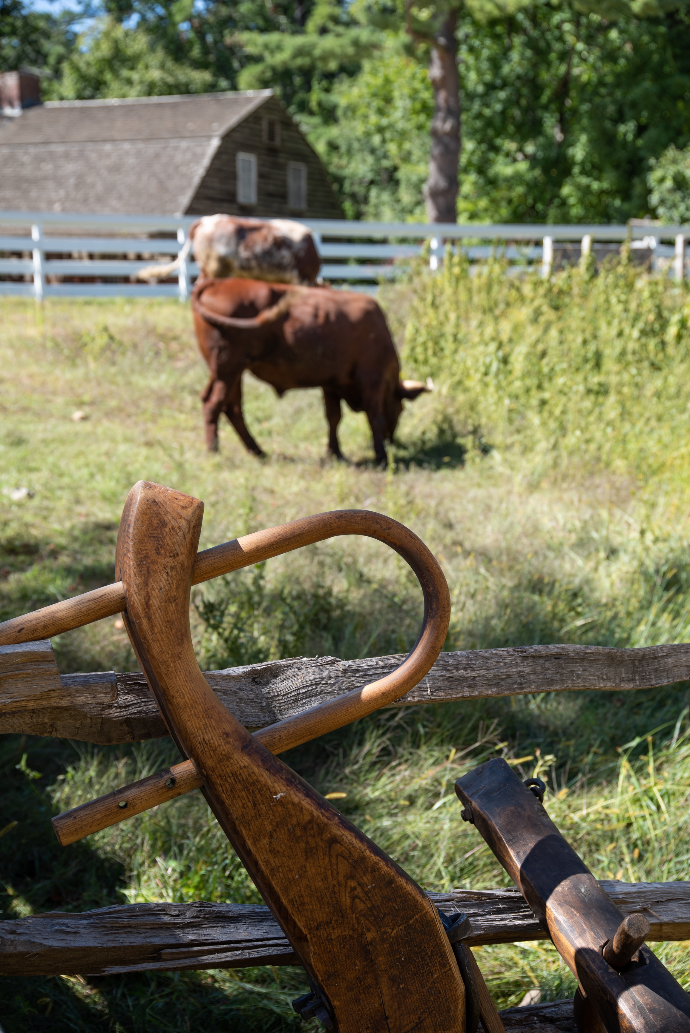 My Yoke is Easy, and My Burden Light